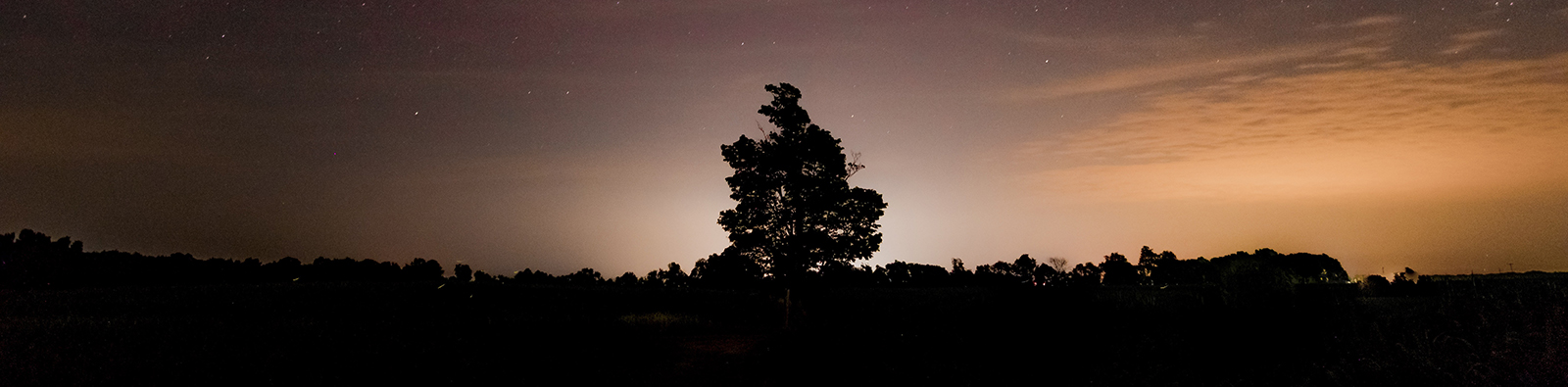 The silhouette of a tree at dusk