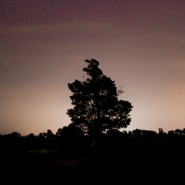 The silhouette of a tree at dusk