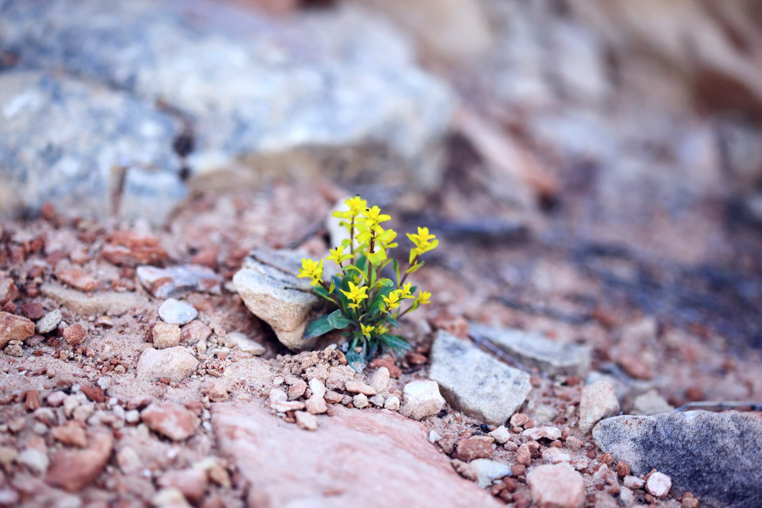 yellow flower in rock