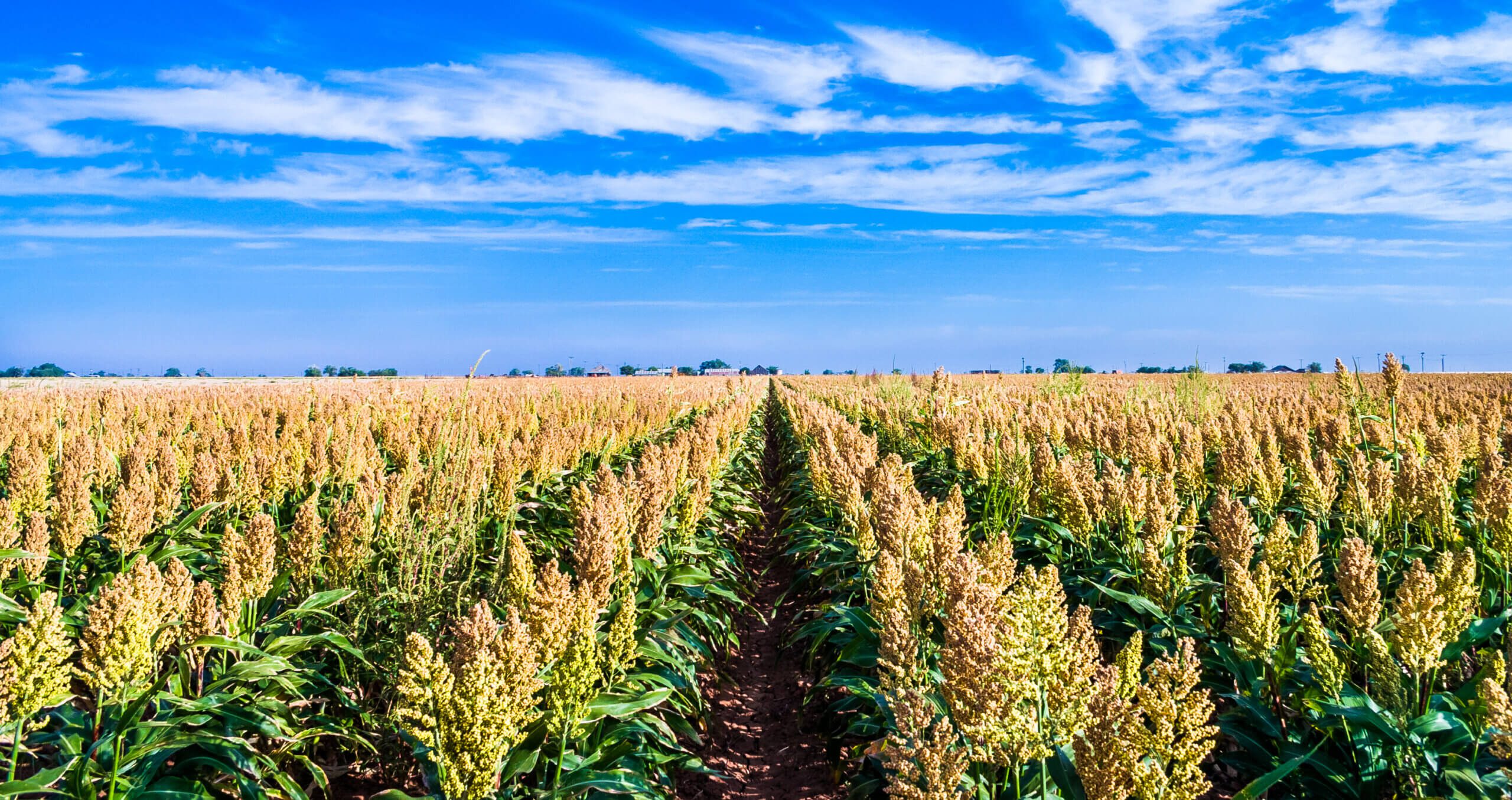 sorghum crop growing