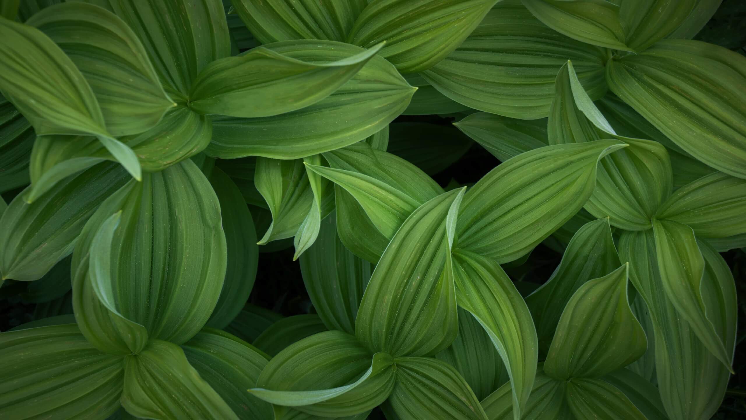 Background-leaf-greenery