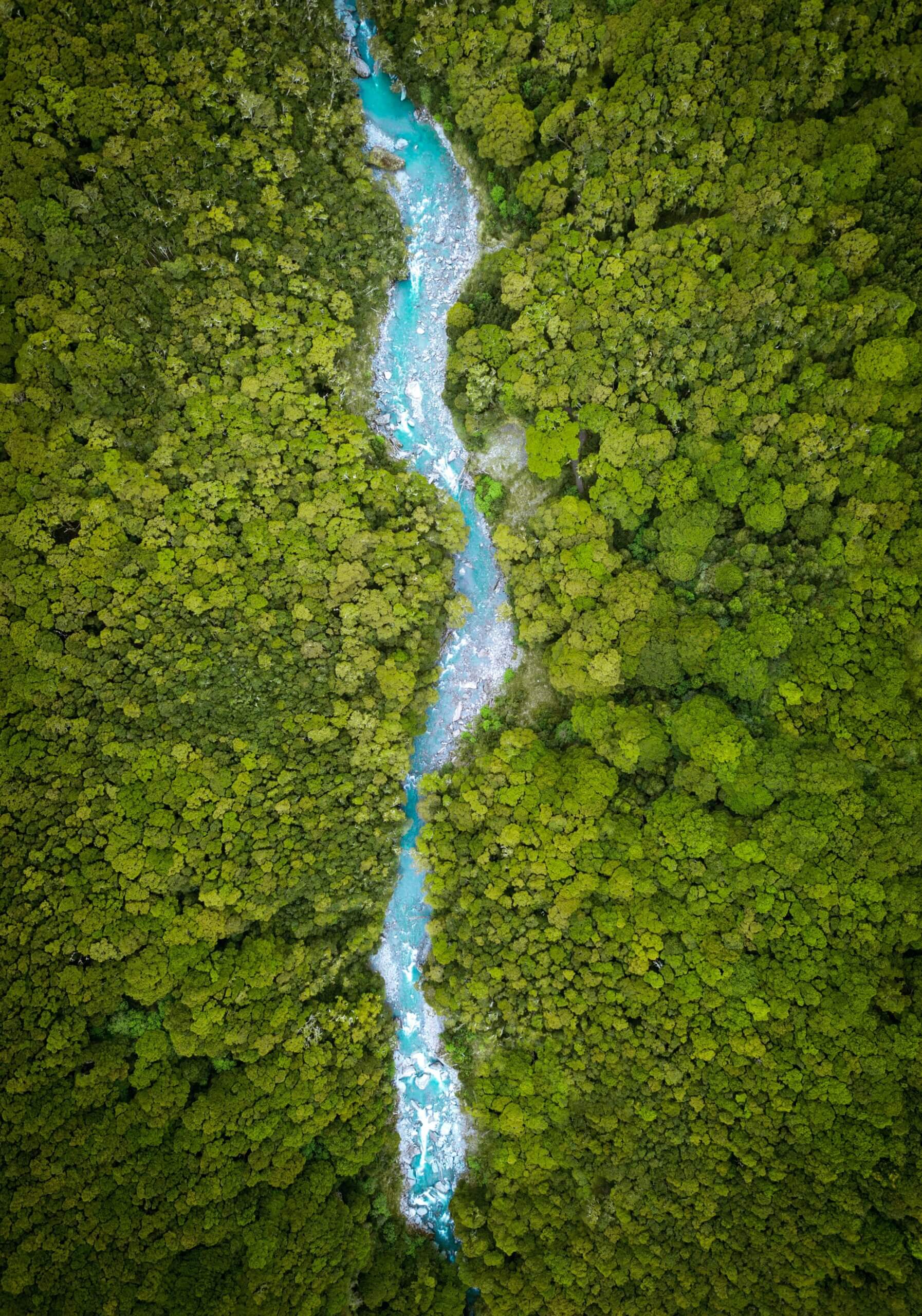 river in forest