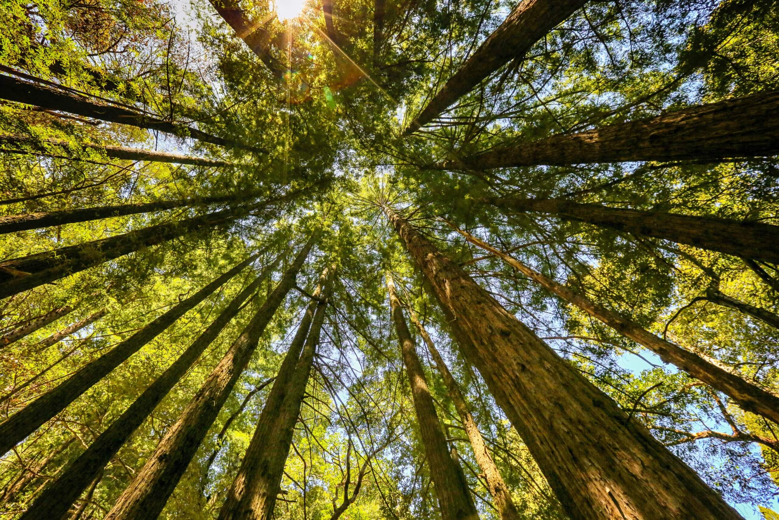 forest looking up