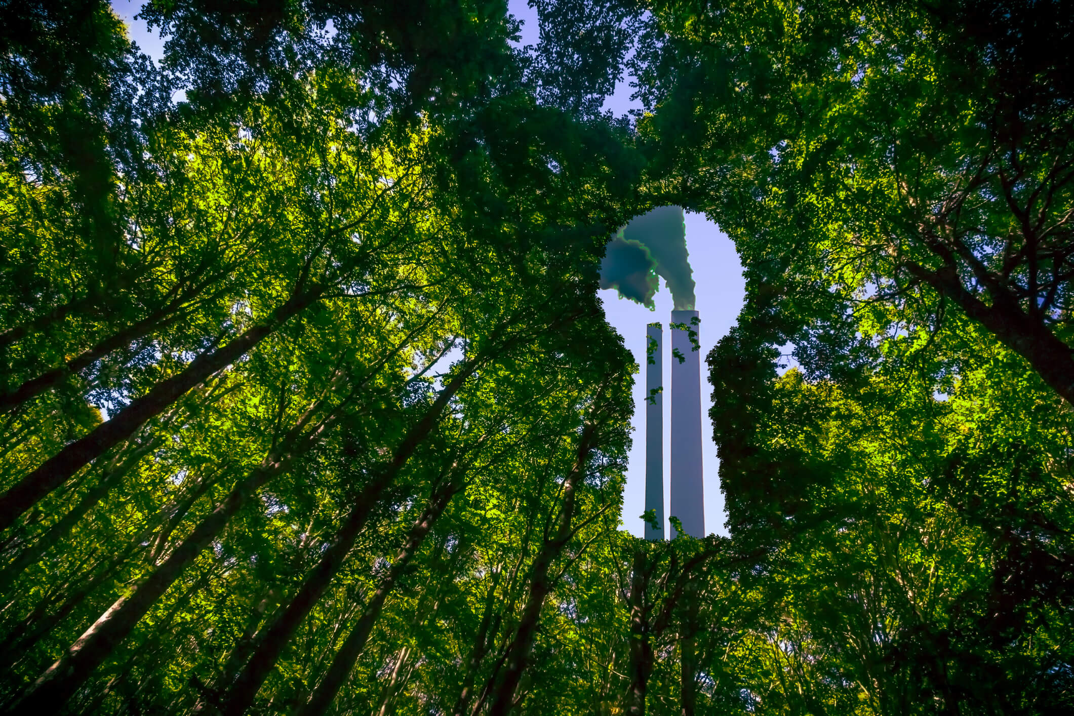 Smoke Stacks of a Factory or Power Station Hidden Behind a Green Forest