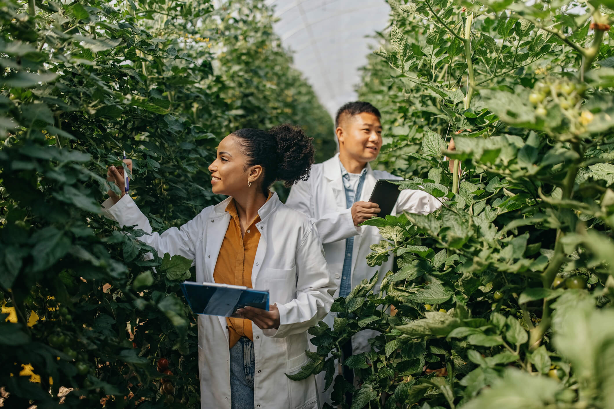 One Chinese man and one Latin woman working in the green house by performing tests.