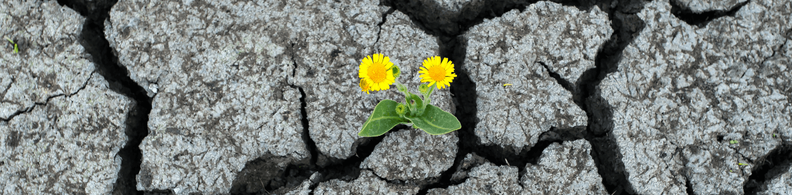 flower-growing-in-rocks