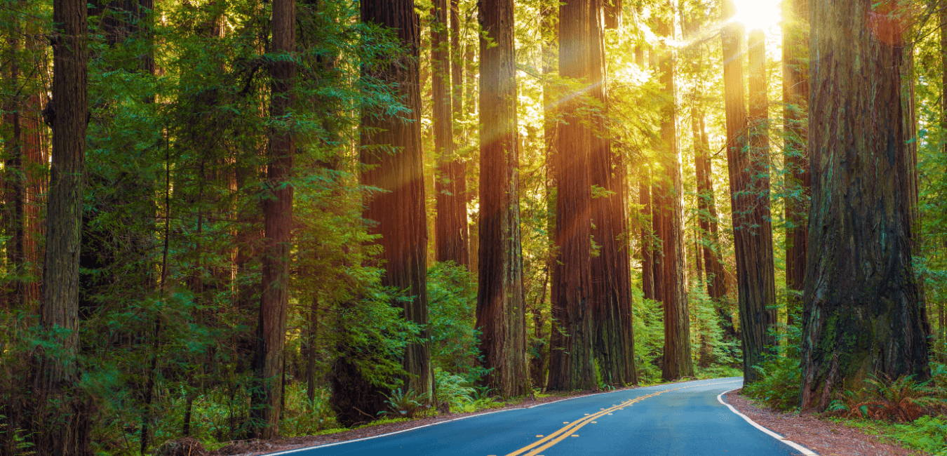 Redwood highway
